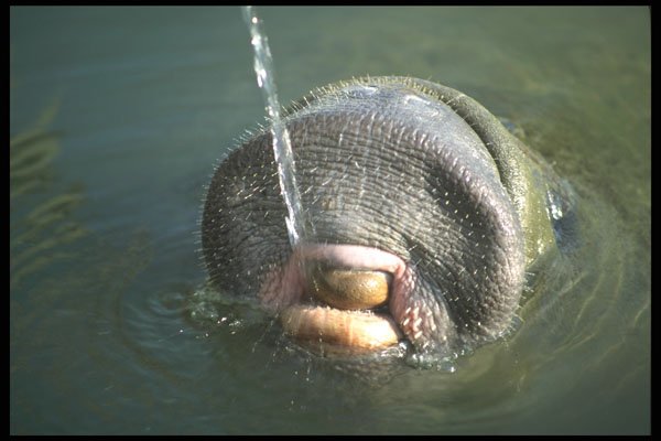 311048 Manatee A4 Photo Print