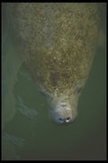 311049 Manatee A4 Photo Print