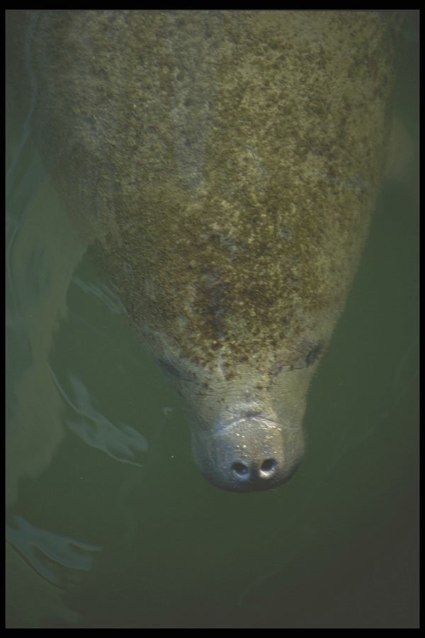 311049 Manatee A4 Photo Print