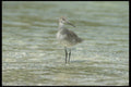 311050 Stilt Sandpiper A4 Photo Print