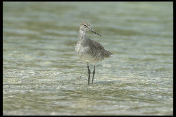 311050 Stilt Sandpiper A4 Photo Print