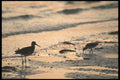 311051 Sandpipers A4 Photo Print