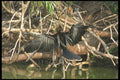 311052 Water Turkey, Drying Feathers A4 Photo Print
