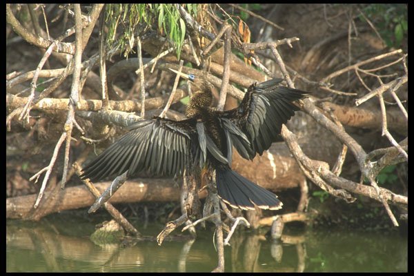 311052 Water Turkey, Drying Feathers A4 Photo Print