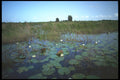 311053 Taylor Slough, Lilies And Grasses A4 Photo Print