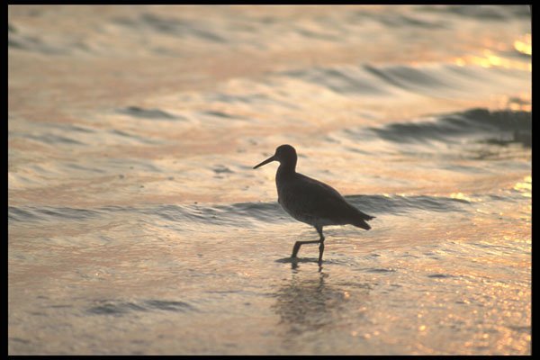 311057 Sandpipers By Ocean A4 Photo Print
