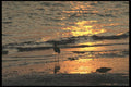 311058 Sandpipers By Ocean A4 Photo Print
