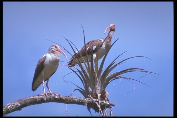 311060 Common Ibis A4 Photo Print