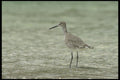 311061 Stilt Sandpiper A4 Photo Print