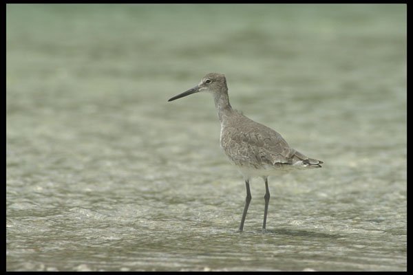 311061 Stilt Sandpiper A4 Photo Print