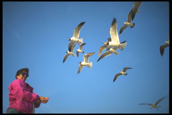 311063 Laughing Gulls In Flight A4 Photo Print