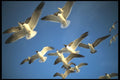 311064 Laughing Gulls In Flight A4 Photo Print