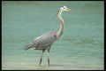 311066 Great Blue Heron On Hunt A4 Photo Print