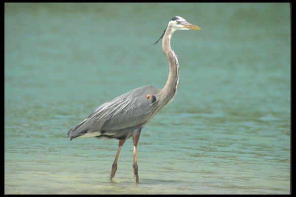 311066 Great Blue Heron On Hunt A4 Photo Print