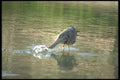 311067 Great Blue Heron On Hunt A4 Photo Print