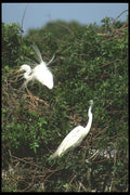 311068 Great Egrets A4 Photo Print