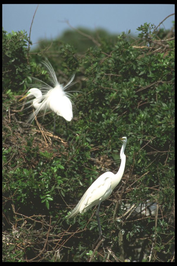 311068 Great Egrets A4 Photo Print