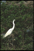 311069 Great Egrets A4 Photo Print