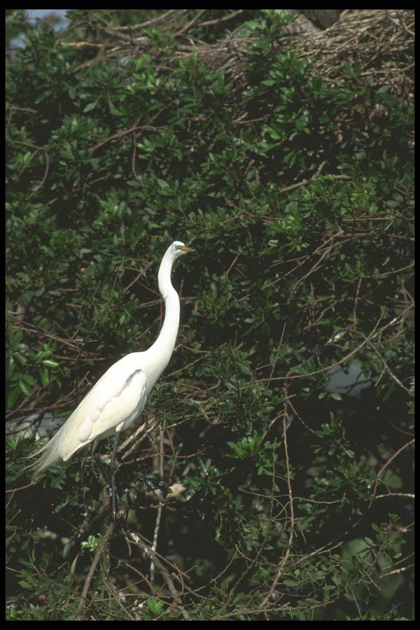 311069 Great Egrets A4 Photo Print