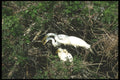 311070 Great Egret, Chicks A4 Photo Print