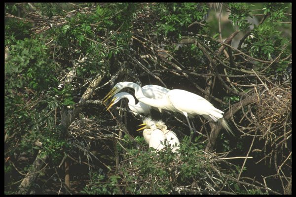 311070 Great Egret, Chicks A4 Photo Print