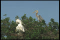311071 Great Egret And Great Blue Heron A4 Photo Print
