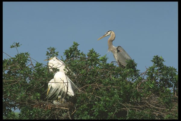 311071 Great Egret And Great Blue Heron A4 Photo Print