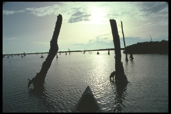 311075 Canoe In Wetlands A4 Photo Print