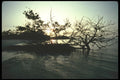 311077 Mangroves A4 Photo Print