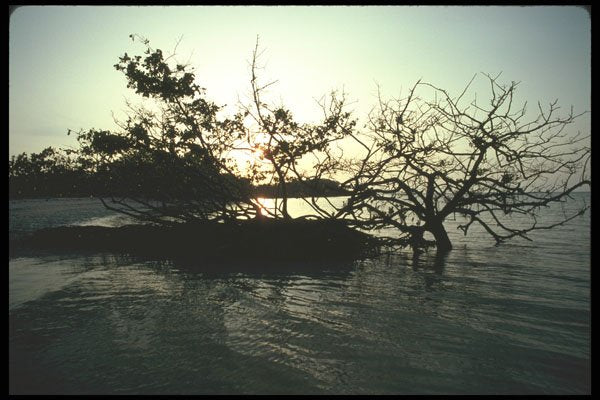 311077 Mangroves A4 Photo Print