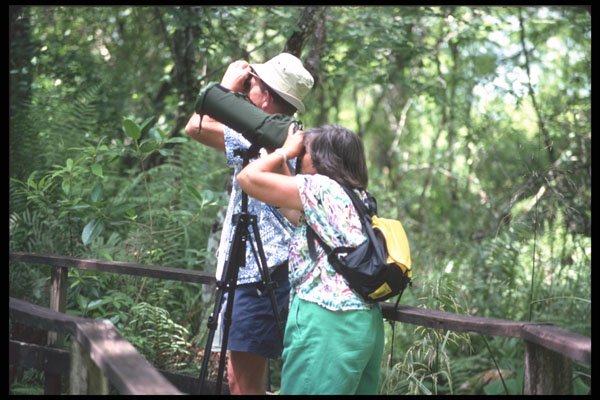 311078 Bird Watchers A4 Photo Print