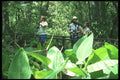 311079 Nature Trail, Big Cypress Swamp A4 Photo Print