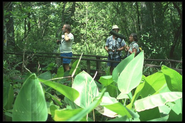 311079 Nature Trail, Big Cypress Swamp A4 Photo Print