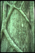 311081 Strangler Vine On Cypress Tree A4 Photo Print
