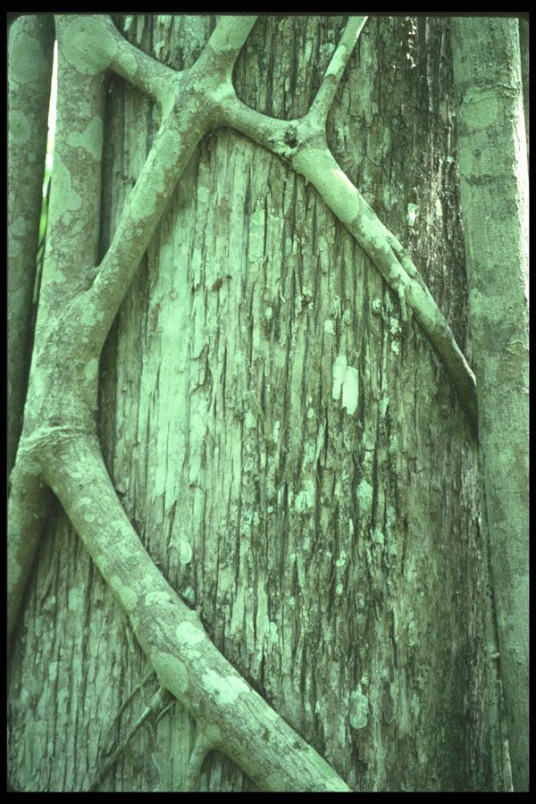 311081 Strangler Vine On Cypress Tree A4 Photo Print
