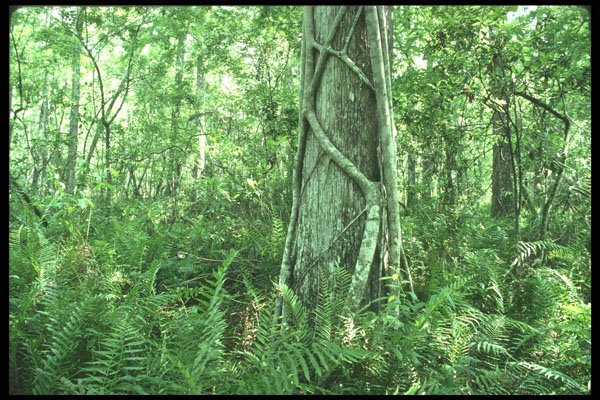 311082 Strangler Vine On Cypress Tree A4 Photo Print