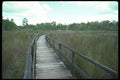 311083 Nature Trail, Big Cypress Swamp A4 Photo Print