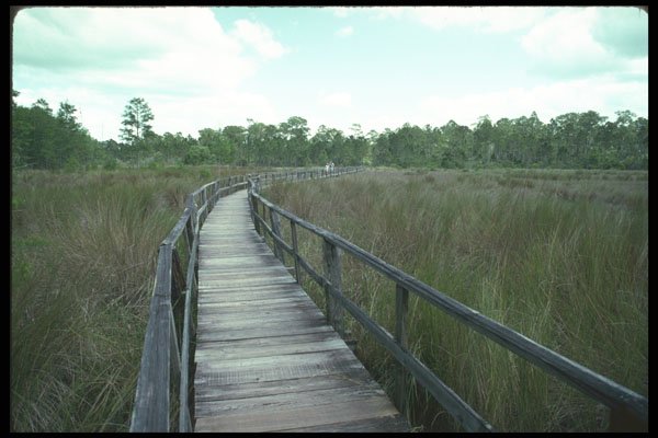 311083 Nature Trail, Big Cypress Swamp A4 Photo Print