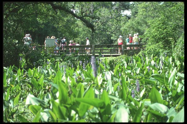 311084 Swamp Lilies And Nature Trail A4 Photo Print