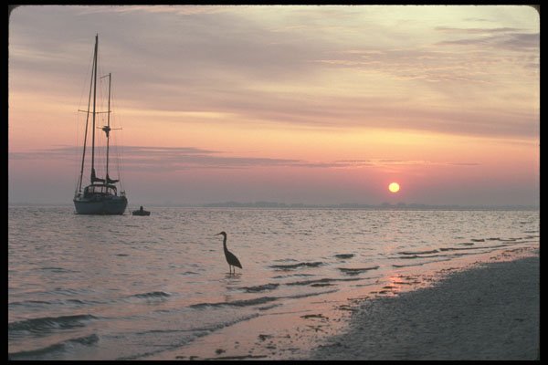311086 Heron And Yacht, Everglades Coastline A4 Photo Print
