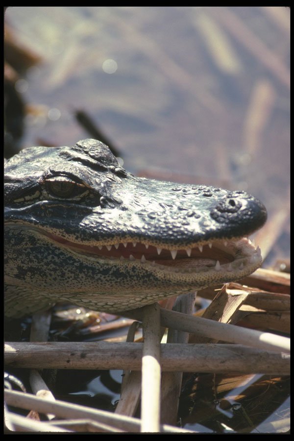 311087 Alligator A4 Photo Print