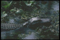 311088 Alligator A4 Photo Print