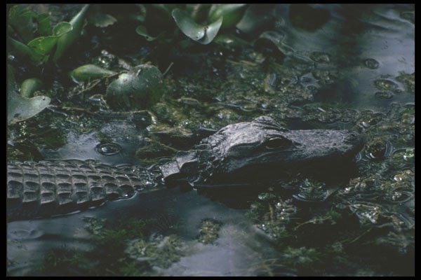 311088 Alligator A4 Photo Print