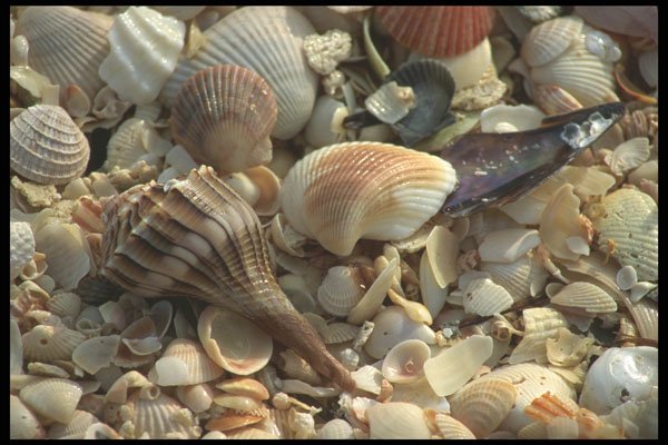 311090 Assorted Shells, East Cape Beach A4 Photo Print