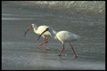 311092 White Ibis A4 Photo Print