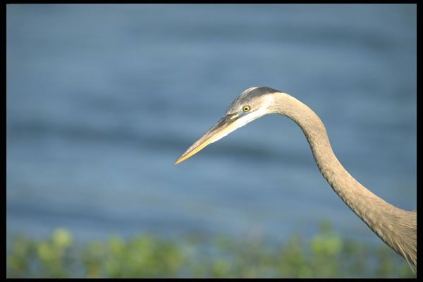 311093 Great Blue Heron A4 Photo Print