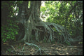 311094 Mangrove Roots A4 Photo Print