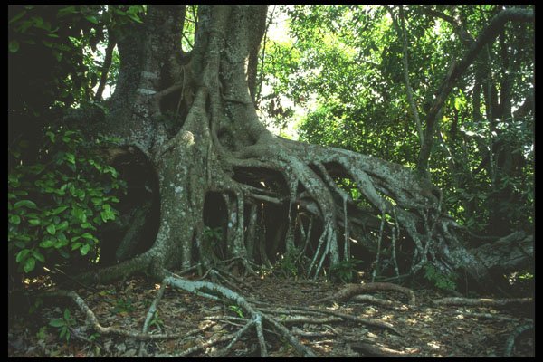311094 Mangrove Roots A4 Photo Print
