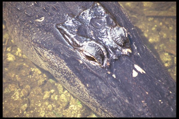311095 Alligator (close up) A4 Photo Print
