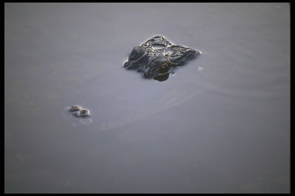 311096 Alligator, Camouflage Technique A4 Photo Print